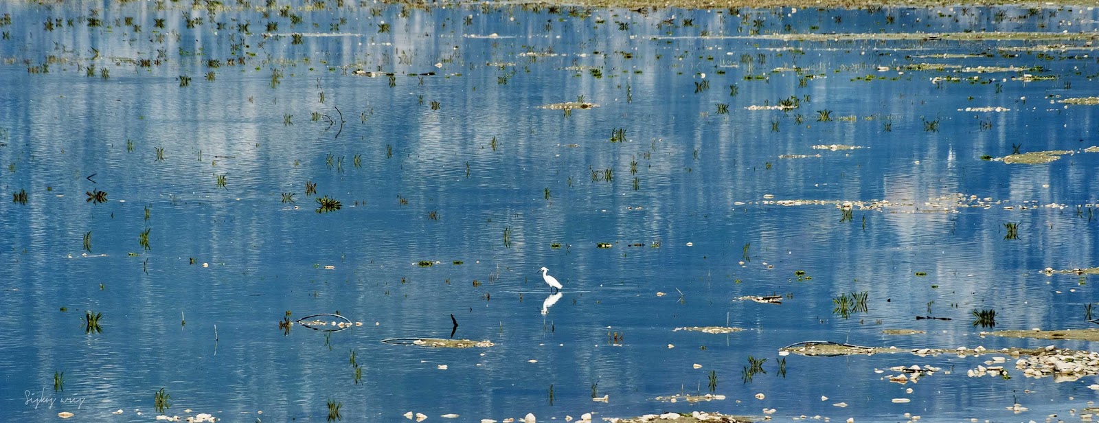 Lake Pond