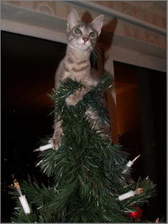 funny photo of christmas tree angel kitten