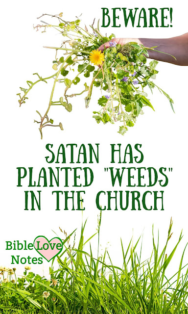 Scripture tells us that there are "weeds" in the church. Why should we be aware of this important truth? This devotion explains.