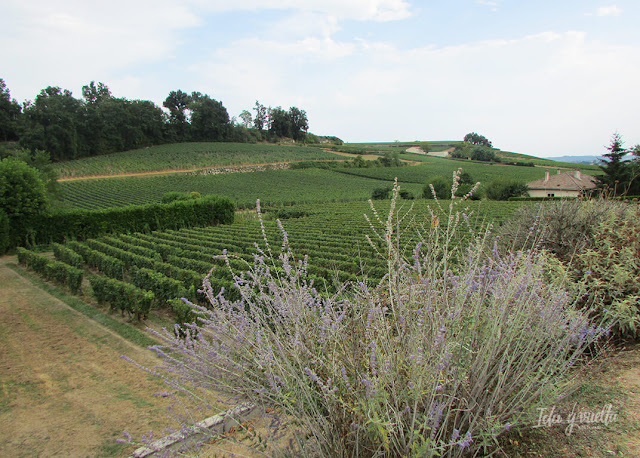 Viñedos en Saint-Émilion