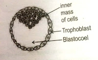 Baby development,conception, implantation, fertilization, stage of zygote, embryonic and stages of fetal development