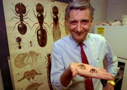 E O Wilson On Science And Religion And Ants
