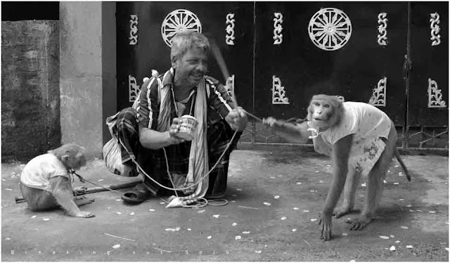 Performing monkeys in Kolkata