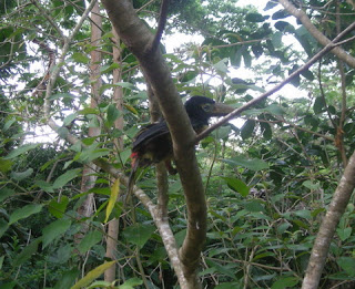 Collared Aracari,Pteroglossus torquatus, La Ceiba, Honduras