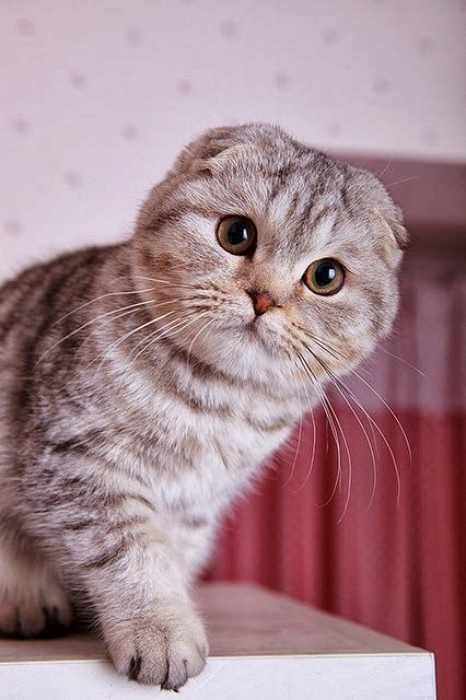 Scottish Fold Cat Temperament,Personality and Grooming  Annie Many