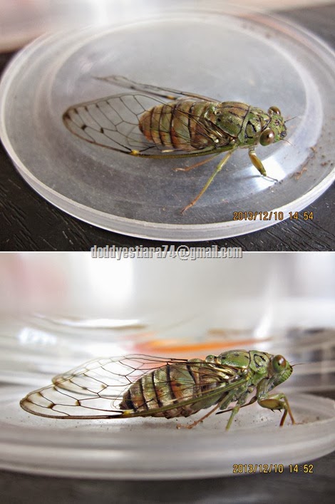 Tonggeret alias Gareng alias Cicada