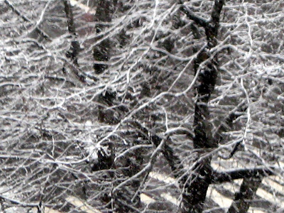 Winter Trees Snow Covered