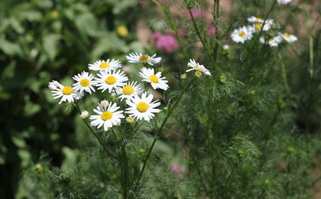 Mayweed Flowers Pictures