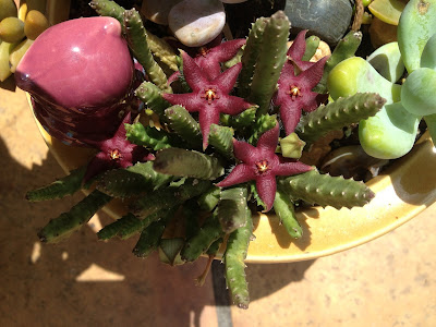 Asclepiadaceae Stapelia Cactus Flowers - Perennial Succulents