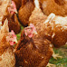 Cities That Allow Backyard Chickens in Idaho