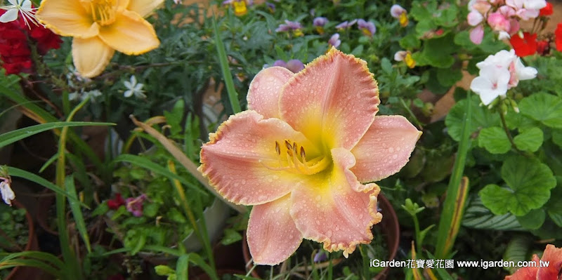 初夏梅雨季 五月開的花 14年5月igarden 頂樓花園實錄 園藝部落格 Igarden 花寶愛花園園藝文摘plus