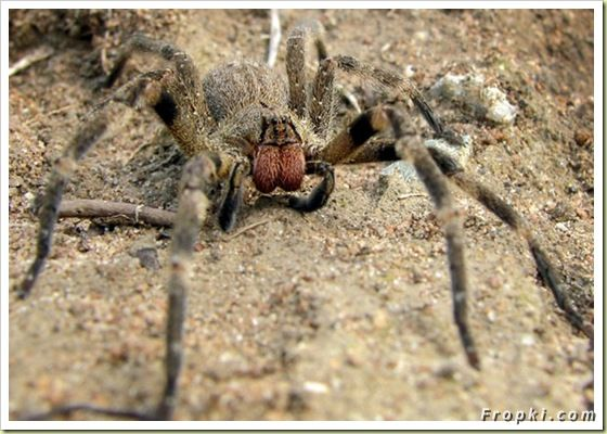 spider bite pictures symptoms. spider bite pictures symptoms. symptoms of a banana spider; symptoms of a banana spider. twoodcc. Jul 20, 08:30 AM