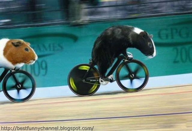 Guinea pigs cyclist.   