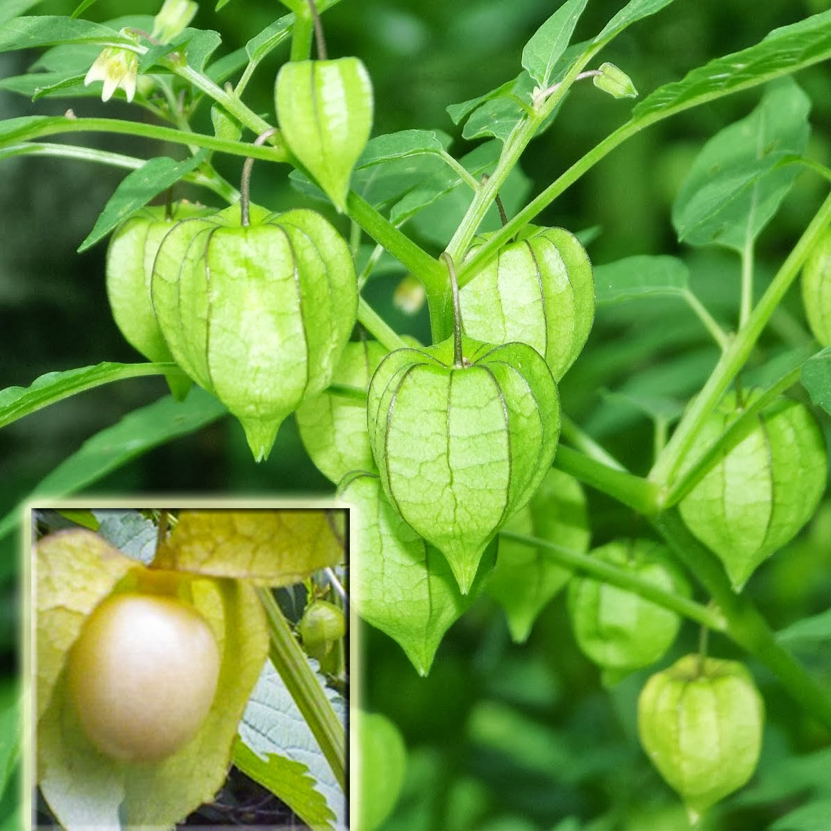 Ciplukn adalah tanaman herbal untuk menyembuhkan penyakit hipertiroid 