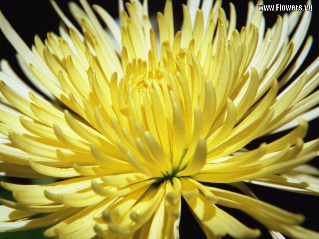 Chrysanthemum Flower