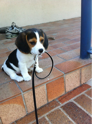 beagle puppy leash walk