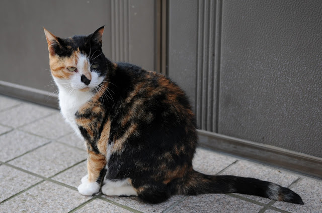 The Amazing Calico Cat - Cat Breeds in photographs