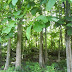 Manfaat Cendawan Mikoriza Arbuskula dalam Pertumbuhan Pohon Jati