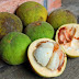 Health Benefits of Santol or Kecapi Fruit (Sandoricum koetjape) for your Body