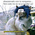 Memes: Sasuke Gato. Obsesión con la venganza. Naruto.