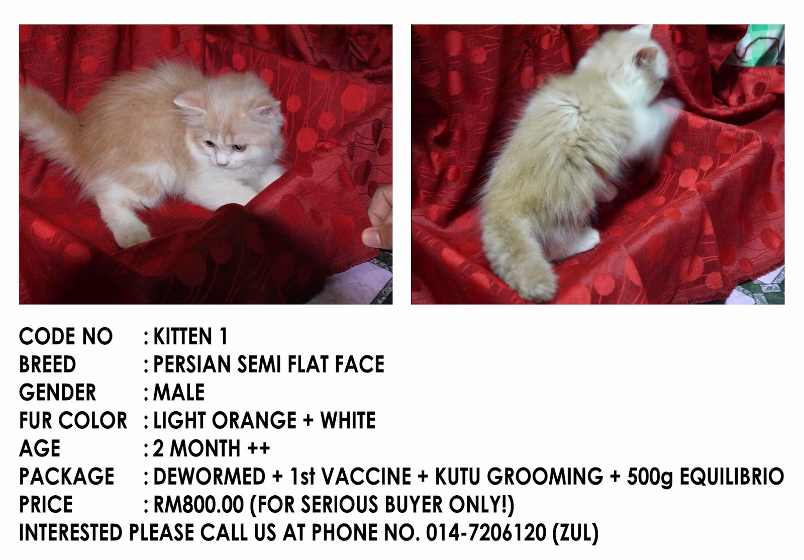 Anak Kucing Untuk Di Jual  Zul u0026 Azizi Boarding Pets