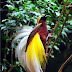 10 Most Beautiful Birds of Paradise in the World