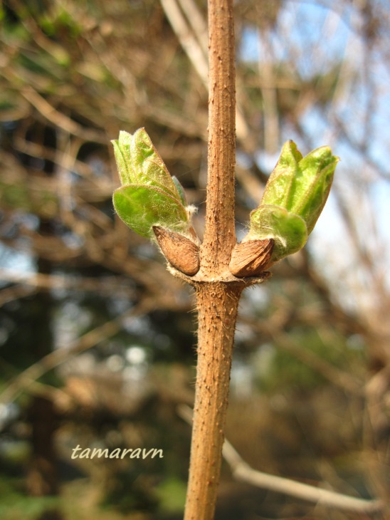 Жимолость Фердинанда (Lonicera ferdinandi)