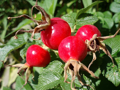 Rose Hips Health Benefits