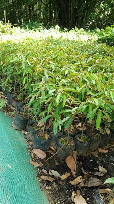 jual pohon bibit durian merah yang bagus banten Banjarmasin