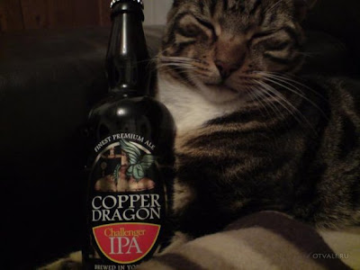 cat drink beer