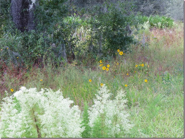 flowersIMG_9903