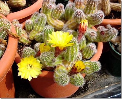 Cacti24-blog
