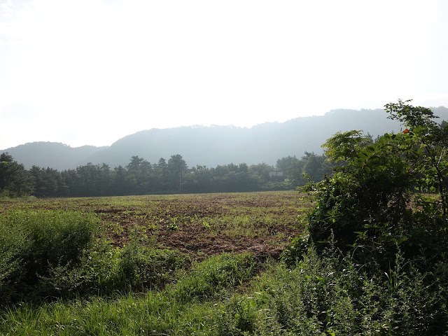 香取の牧草地