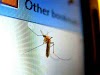 Types of Mosquitoes Based on their Likings