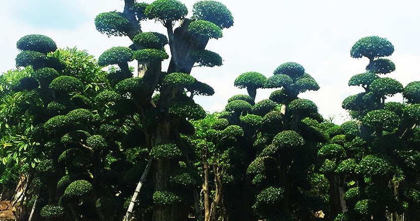 Jual Pohon Bonsai Serut Harga Murah TUKANG TAMAN  SURABAYA