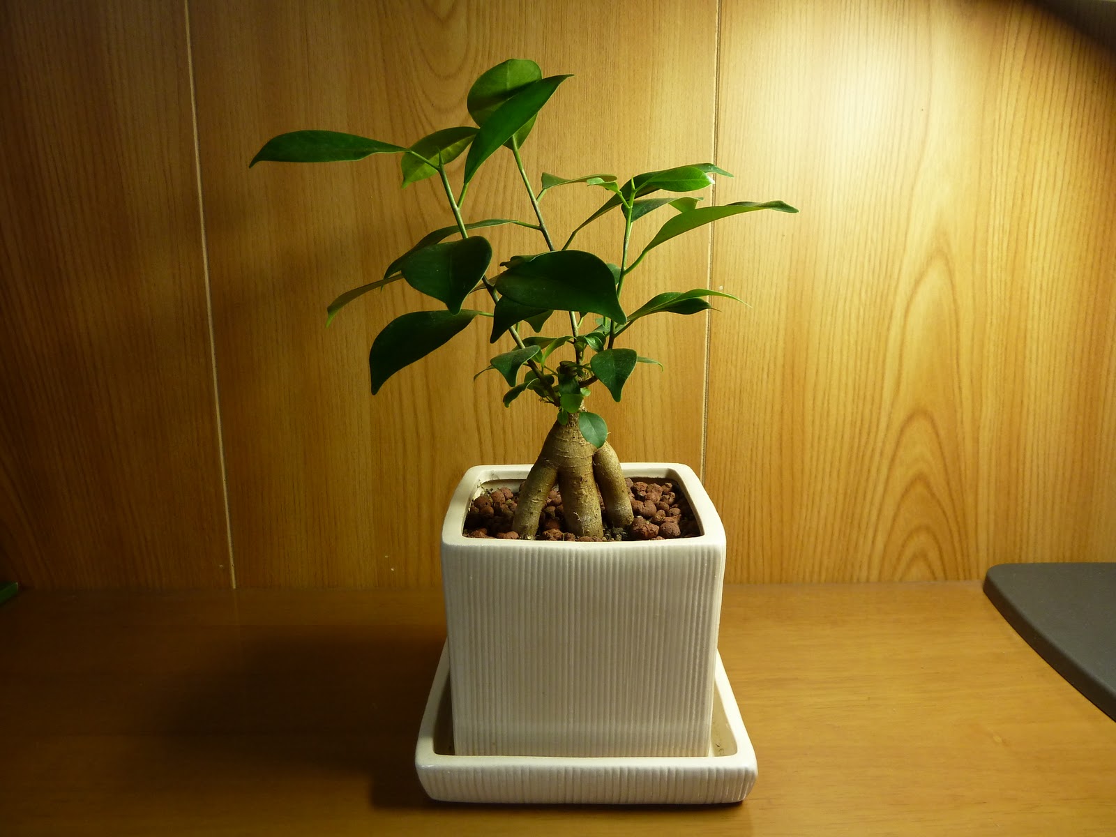 Kozonoyuki S Blog ガジュマル 観葉植物