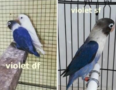 Perbedaan Lovebird Violet SF dan DF Perawatan Burung 