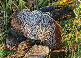 Frosted Wayfaring-tree leaves, Viburnum lantanum.  Trosley Country Park, 29 December 2013.