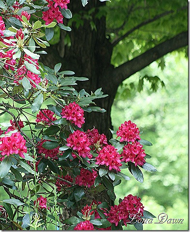 Rhododendron_NovaZemba2_May22