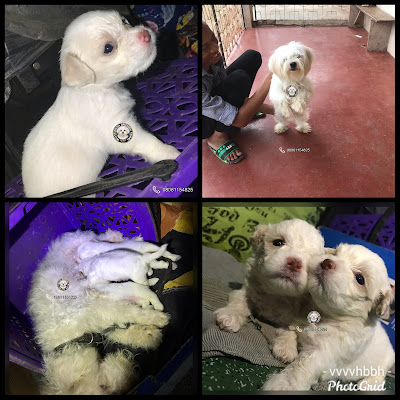 Maltesedog breeders kennel