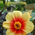 Dahlia 'Moonfire'