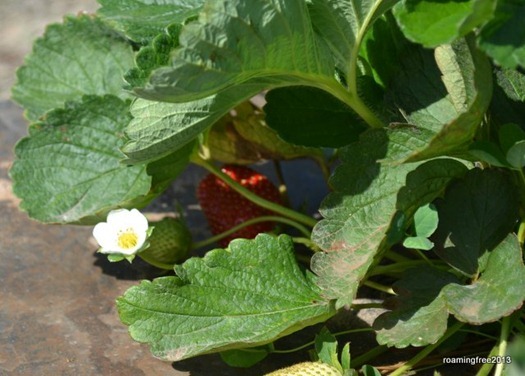 Strawberries