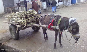 Donkey Cart Picture