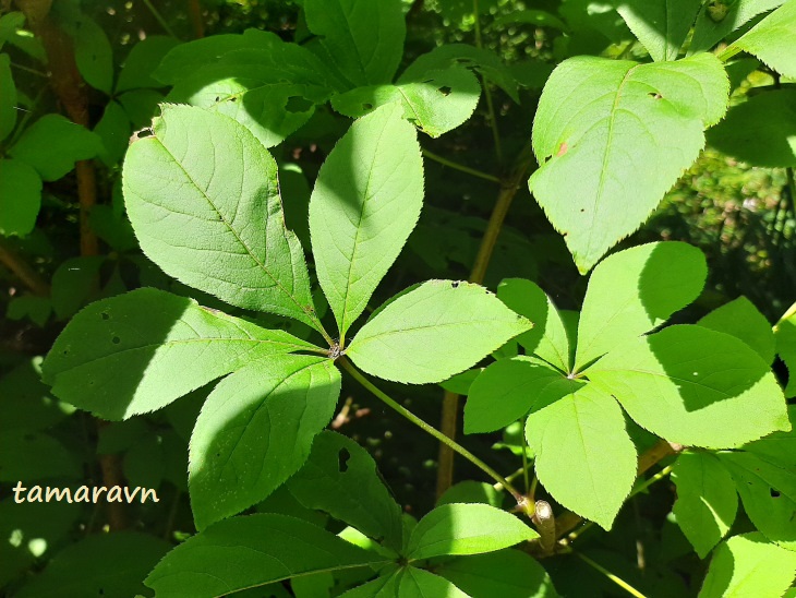 Свободноягодник сидячецветковый (Acanthopanax sessiliflorus, =Eleutherococcus sessiliflorus)