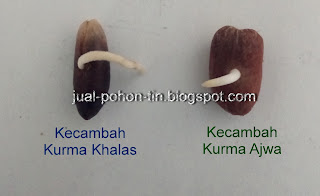 kecambah-kurma-ajwa