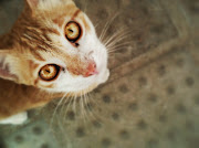 . serão em todos, pois não é sempre que vejo GATOS POR AÍ.