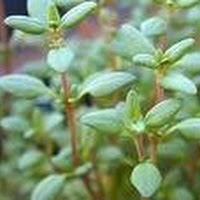 Thyme yang menggoda