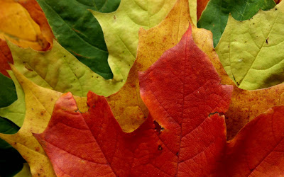 Leaves Macro Widescreen HD Wallpaper