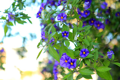 Kangaroo Apple Plant in Venice California - Flower Photography by Mademoiselle Mermaid