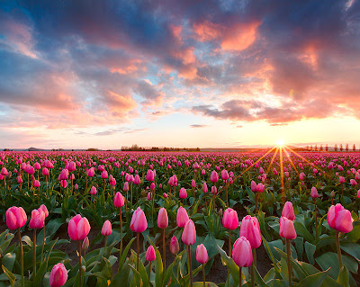 Campo de tulipanes - Tulips field